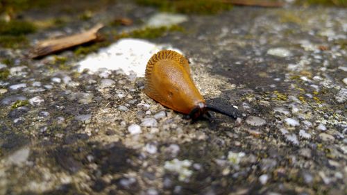 Close-up of snail