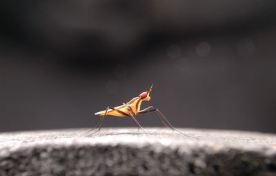 Close-up of insect on retaining wall