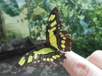 Close-up of butterfly on leaf