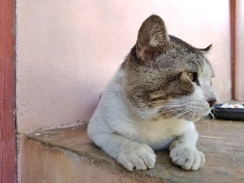 Close-up of cat sitting