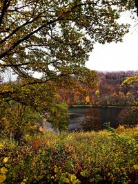 Plants by lake against sky during autumn