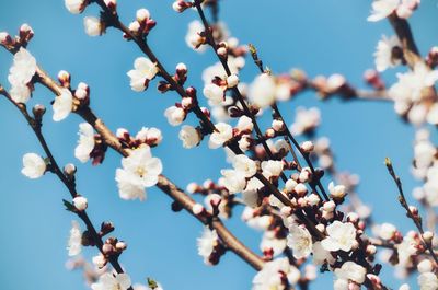 Low angle view of cherry blossom against blue sky