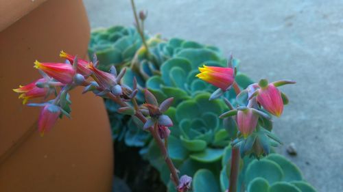 Close-up of cactus plant