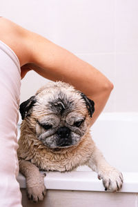 Portrait of dog resting on floor at home