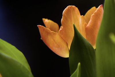 Close-up of flowering plant against black background