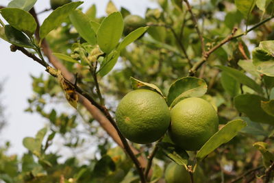 Close-up of lemons growing on tree