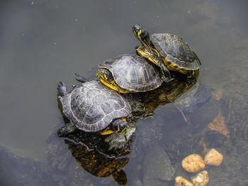 High angle view of turtle in lake