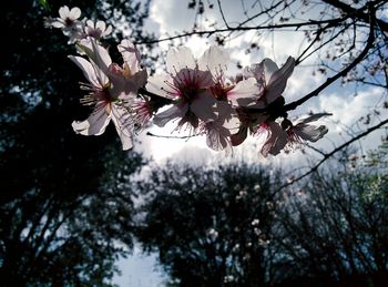 Low angle view of pink flowers