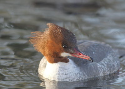 Close-up of duck swimming in lake