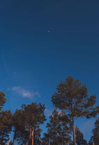 Low angle view of trees against blue sky