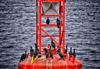 Close-up of bird hanging on boat in sea