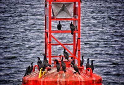 Close-up of bird hanging on a bouy in sea