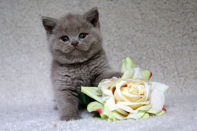 Portrait of kitten on white rose