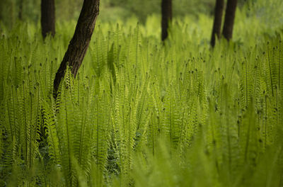 Close-up of wheat field