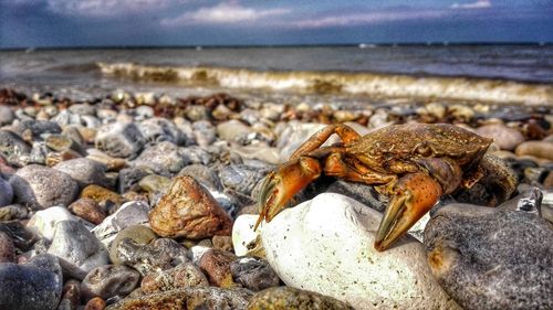 Close-up of crab on shore at beach