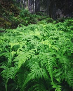 Close-up of fresh green leaves and trees in forest