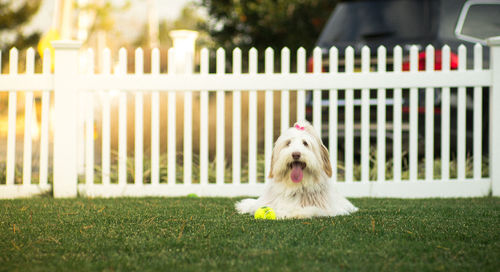 White dog looking away in yard