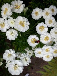 Close-up of white daisy flowers