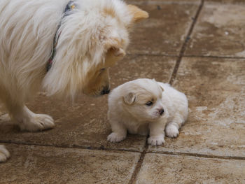 Close-up of white dog