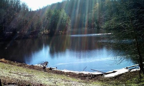 Panoramic view of lake against trees in forest