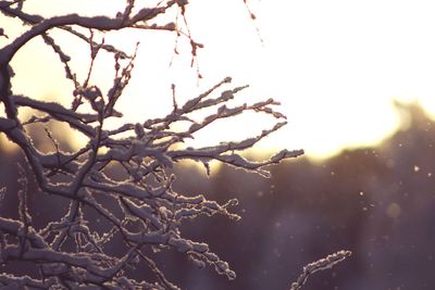 Close-up of frozen plant against sky during sunset