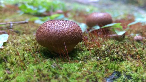 Mushrooms growing on tree trunk