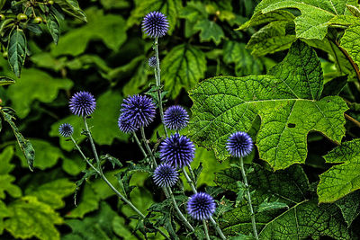 Close-up of purple flowers