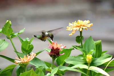 Close-up of bee pollinating on yellow flower