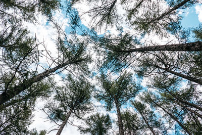 Low angle view of trees against sky