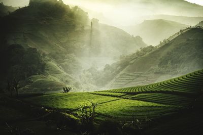 Scenic view of agricultural field