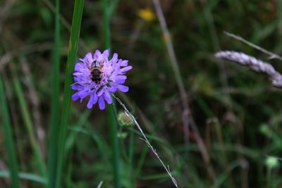 Close-up of purple flowers