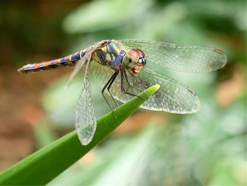 Close-up of insect on plant