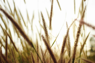 Close-up of wheat field