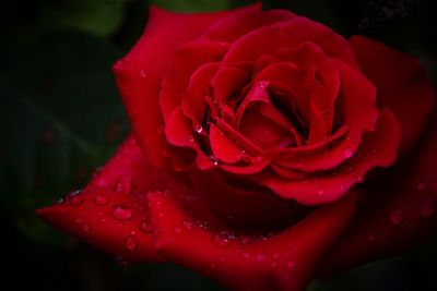 Close-up of pink rose