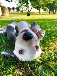 Close-up portrait of a dog on field