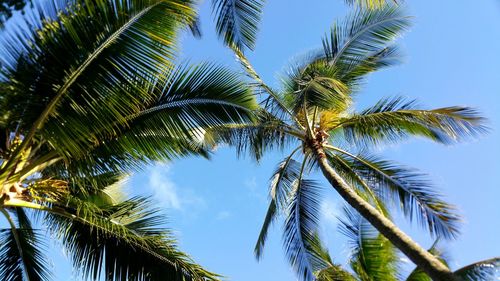 Low angle view of palm tree against blue sky