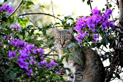 View of cat on purple flower