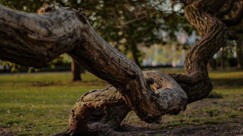 Close-up of driftwood on tree trunk