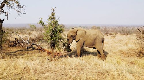 View of elephant on field against sky