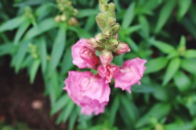 Close-up of pink flowers