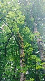 Low angle view of trees