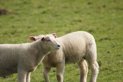 Sheep in a field