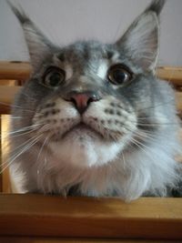 Close-up portrait of cat sitting at home