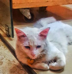 High angle view of cat resting on floor