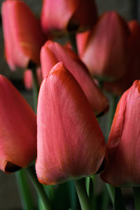 Close-up of pink flower