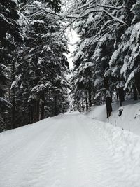 Snow covered road amidst trees during winter