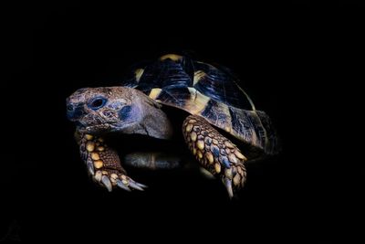 Close-up of tortoise on black background