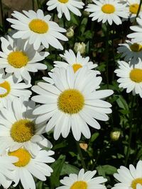 Close-up of daisies blooming outdoors