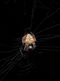 Close-up of spider on web against black background