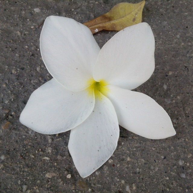 CLOSE-UP OF WHITE FLOWERS